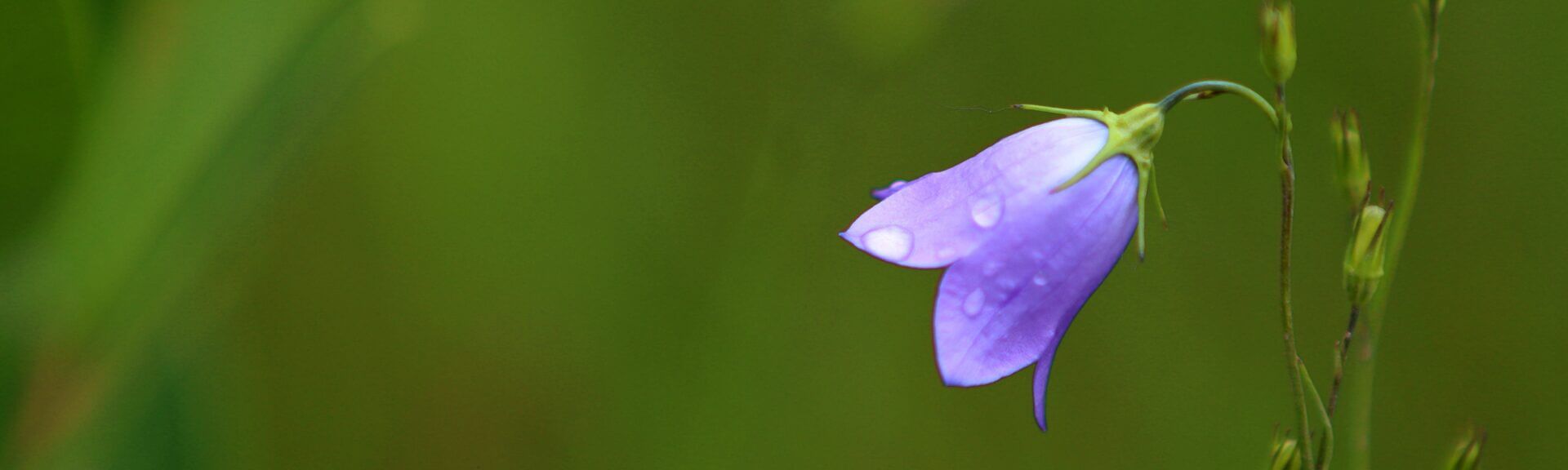 Purple Flower With Green Background